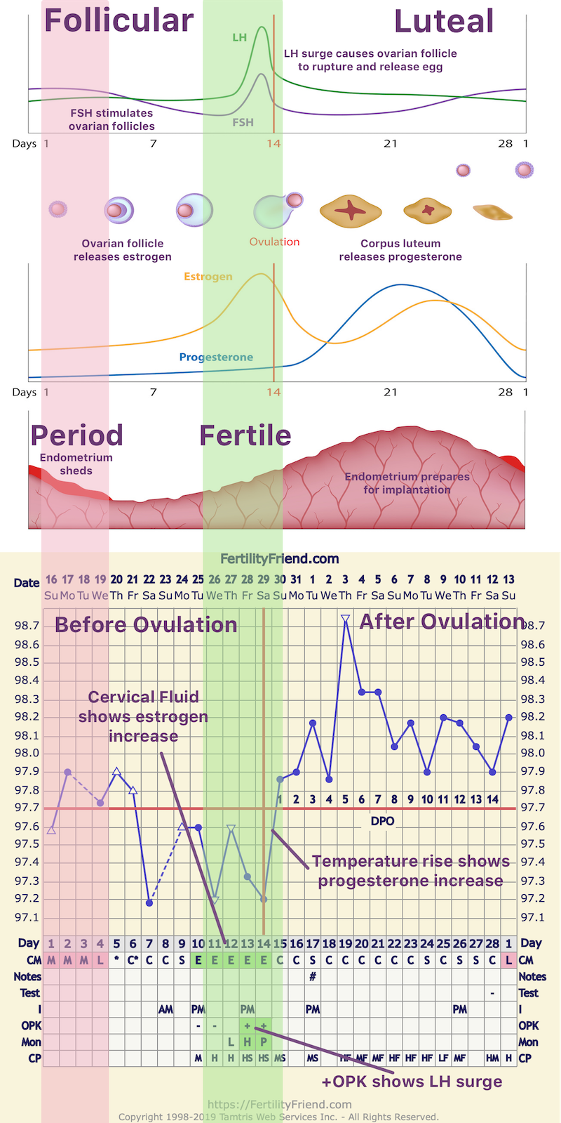 Gráfico do Fertility Friend mostrando fases do ciclo e hormônios (FSH, LH, estrogênio, progesterona)