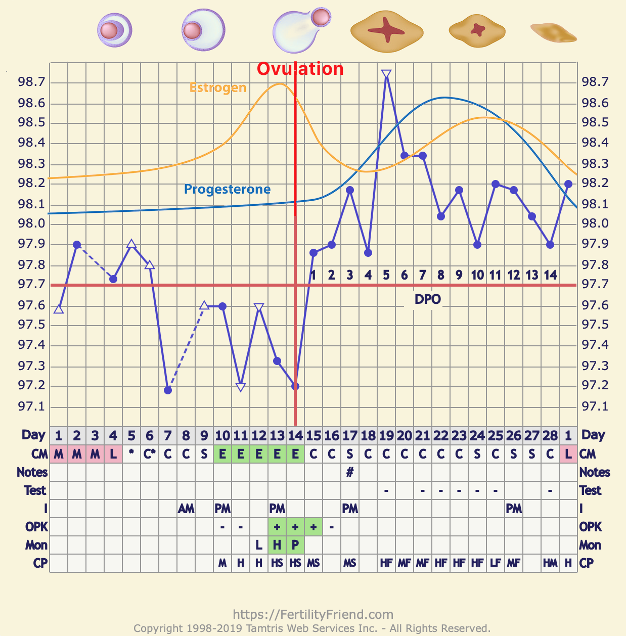 Gráfico relacionando estrogênio ao muco cervical e progesterona à temperatura basal ao longo do ciclo