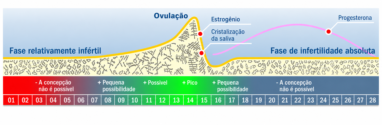 Fases do ciclo menstrual e a relação entre estrogênio, progesterona e o padrão de arborização da saliva (ferning) — teste de ovulação por saliva